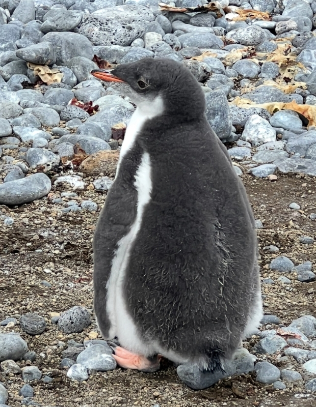 Baby penguin